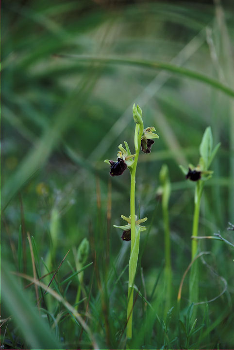 E'' una Ophrys ??????